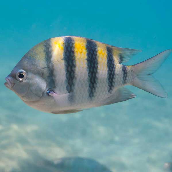 location vacances Martinique