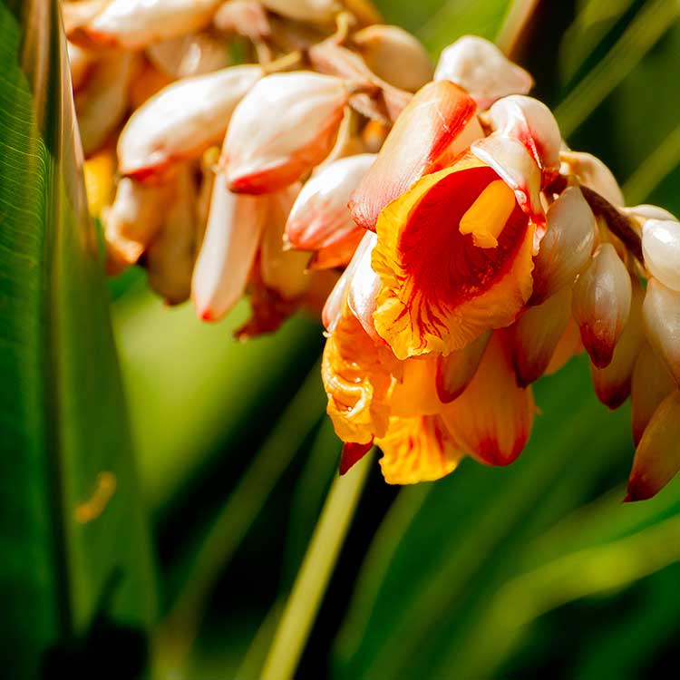 logement vacances Martinique | Villa Baie du Marin