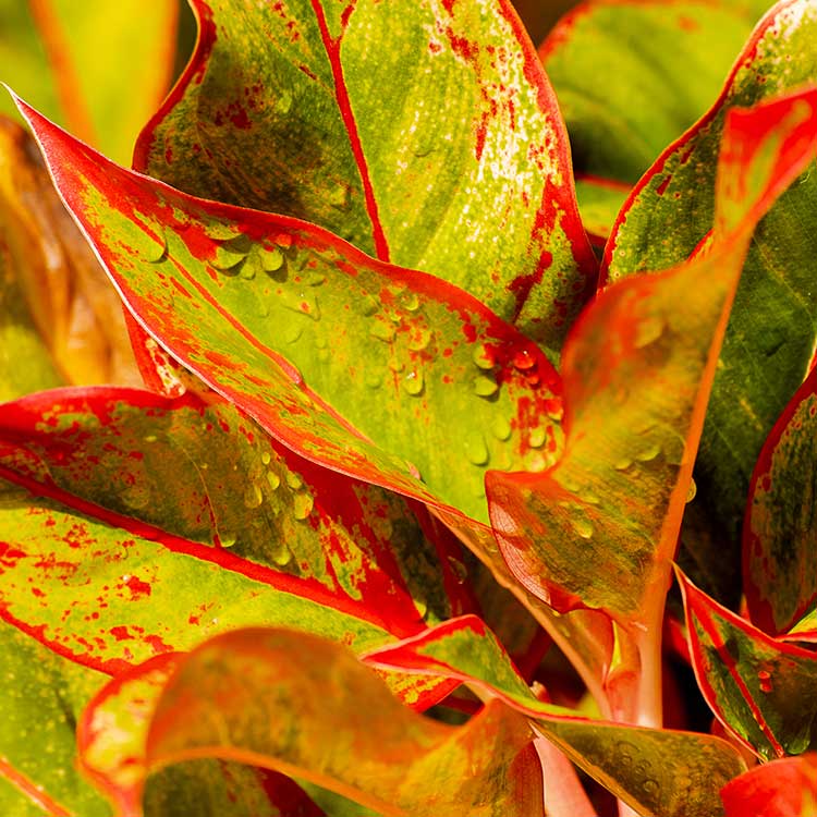 logement vacances Martinique | Villa Baie du Marin